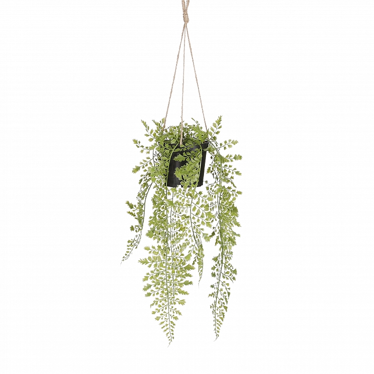 Adiantum colgar in maceta verde 