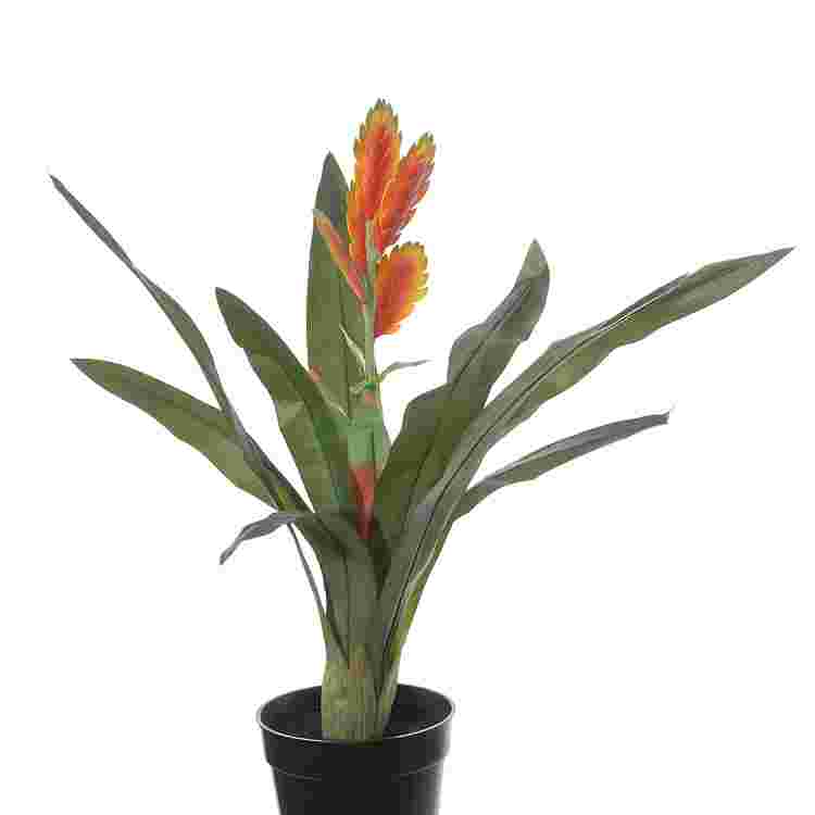 Aechmea chantinii h60cm p oranje