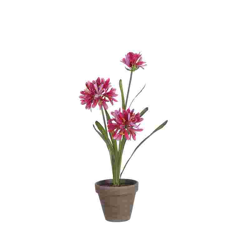 Agapanthus rosa in maceta Stan gris d11,5cm 