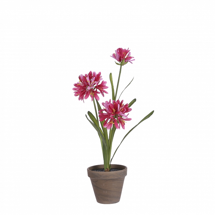 Agapanthus rosa in maceta Stan gris d11,5cm 