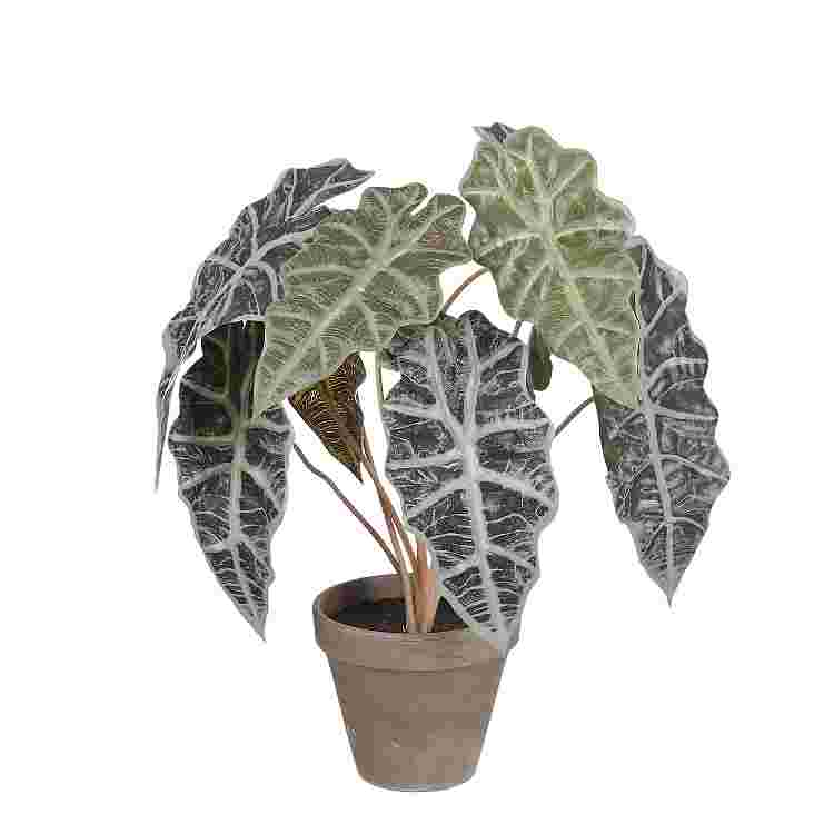 Alocasia verde in maceta Stan gris d13,5cm 