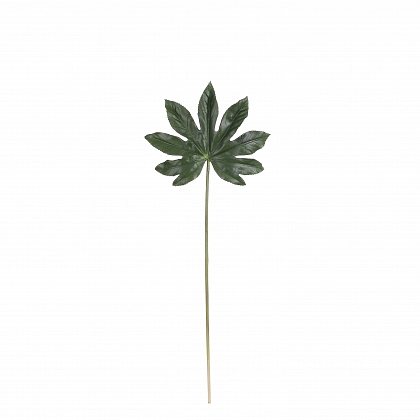 Aralia leaf verde 