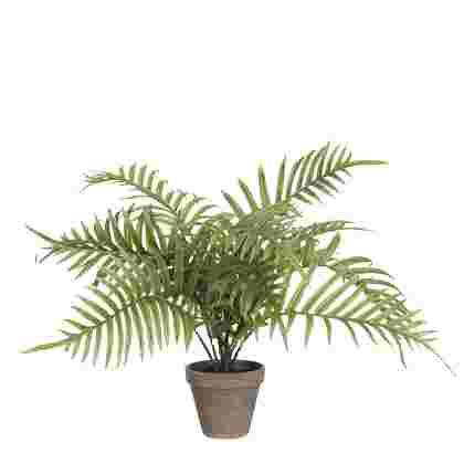 Areca palm verde in maceta Stan gris d13,5cm 