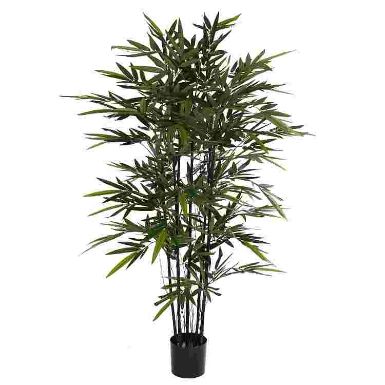 Bamboo Negro en plastico maceta  Poliester