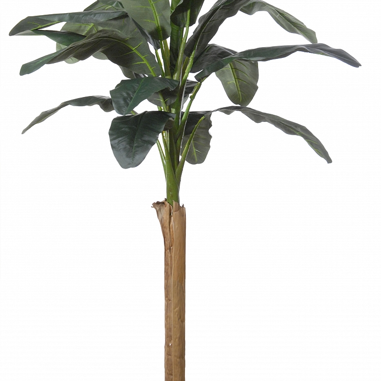 Bananenboom h210cm p groen