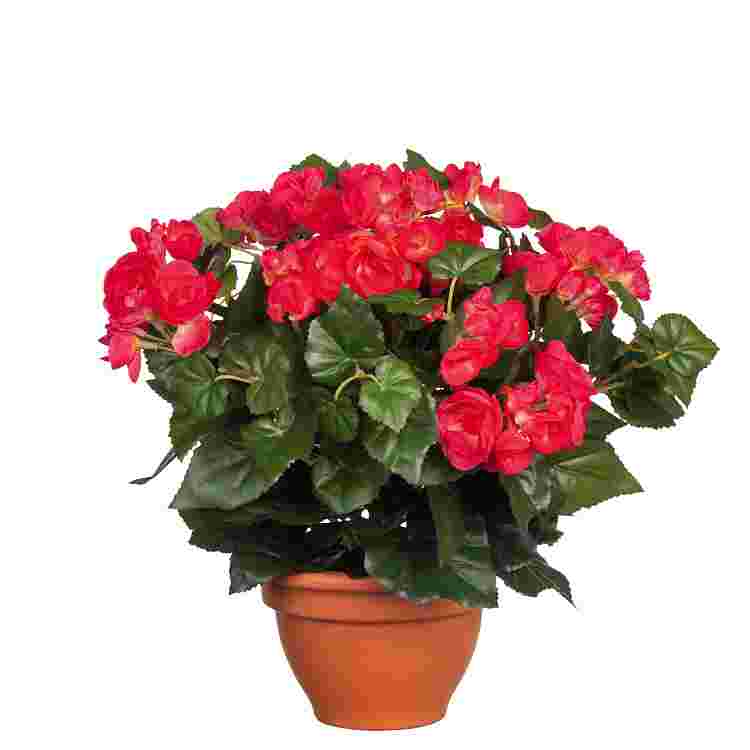 Begonia d. Rosa en maceta Campana Terra d17,5cm  Poliester