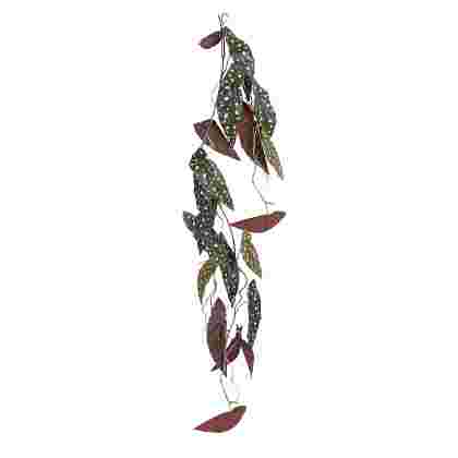 Begonia maculata colgar d. verde 