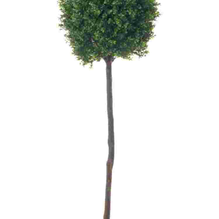 BOLA BUXUS CON TRONCO 1,5M 