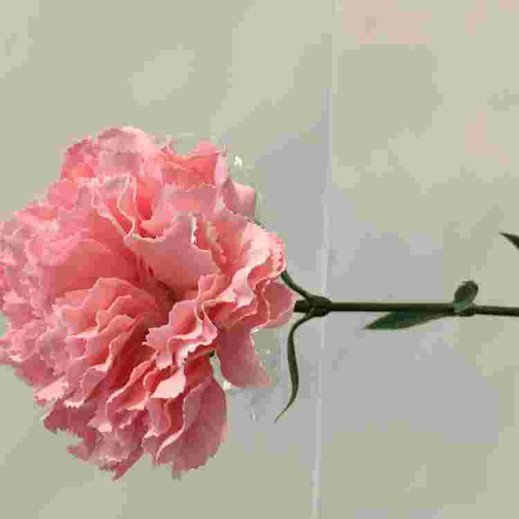 CLAVEL   0,6767CM ROSA 