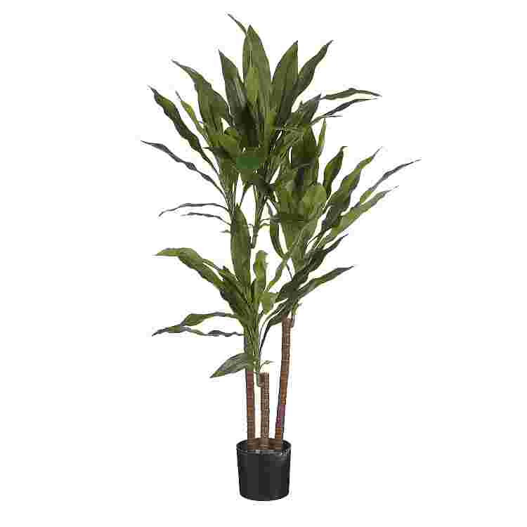 Dracaena Verde en plastico maceta  Poliester