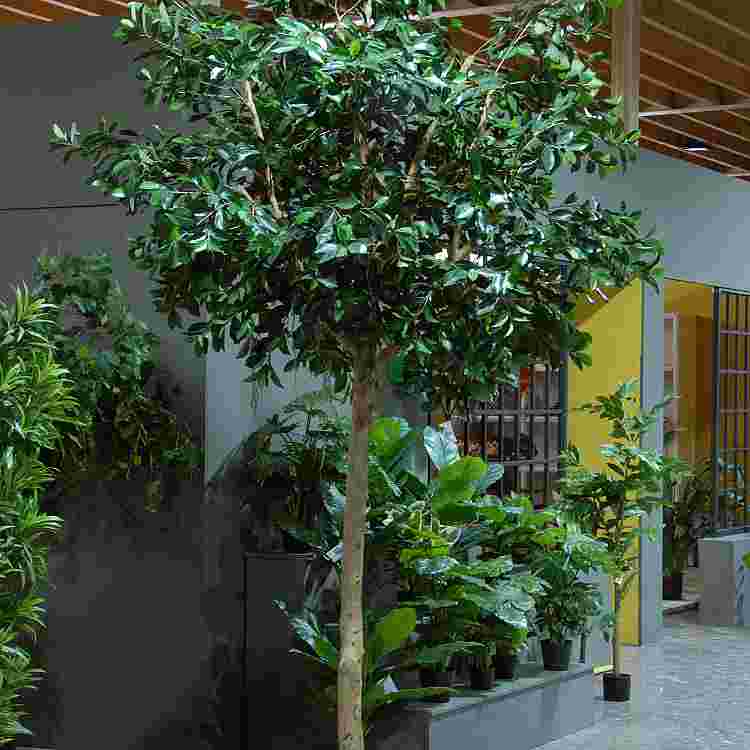 Ficus compact h300cm p groen