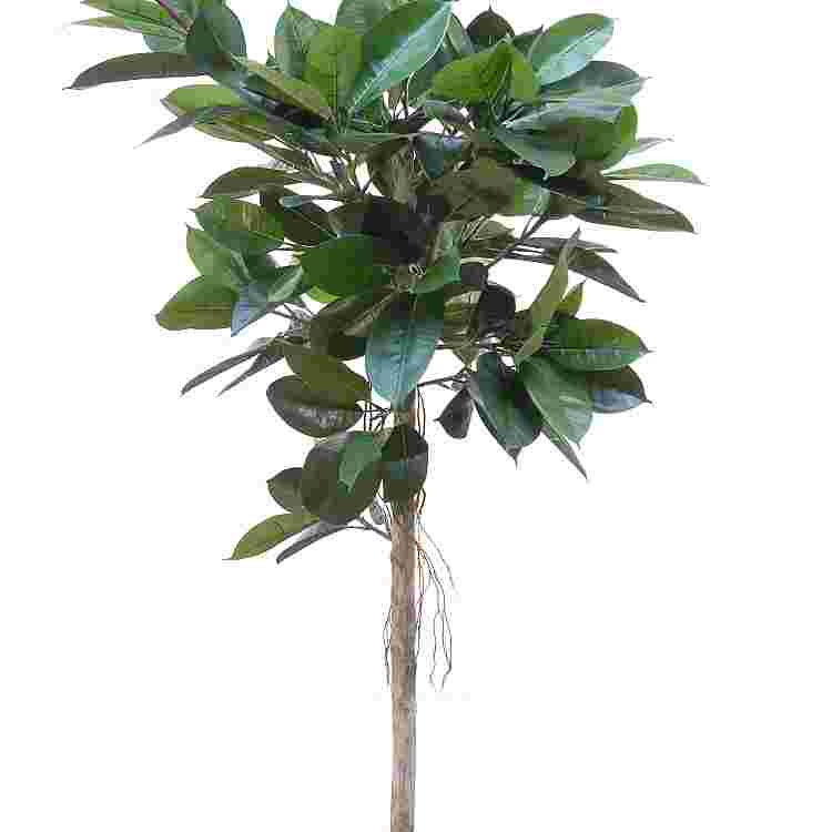 Ficus elastica h160cm p groen