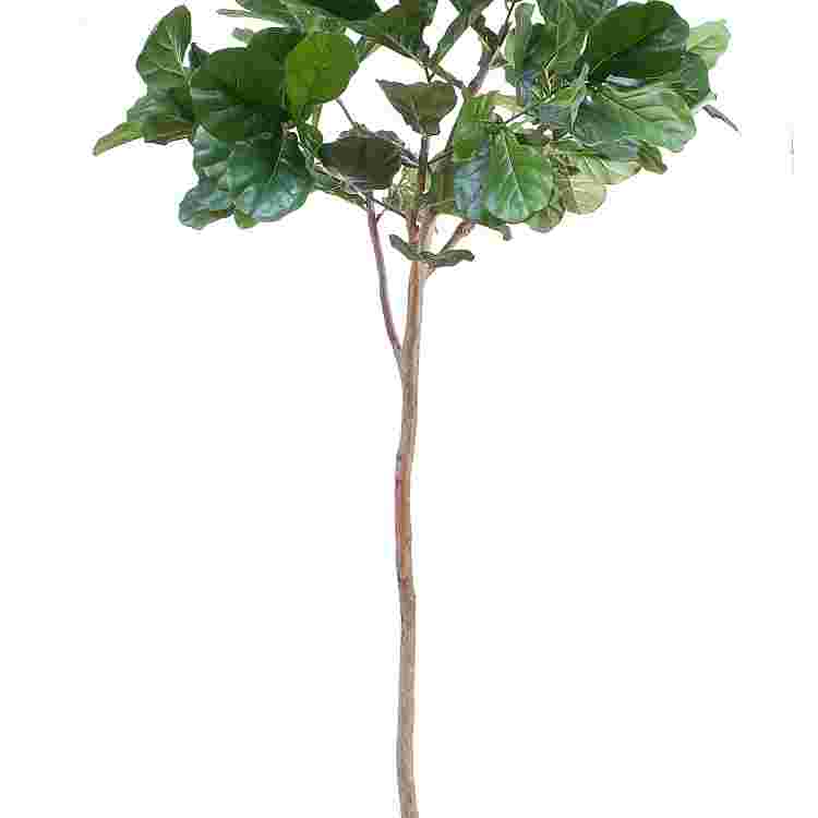 Ficus lyrata compact h200cm p groen