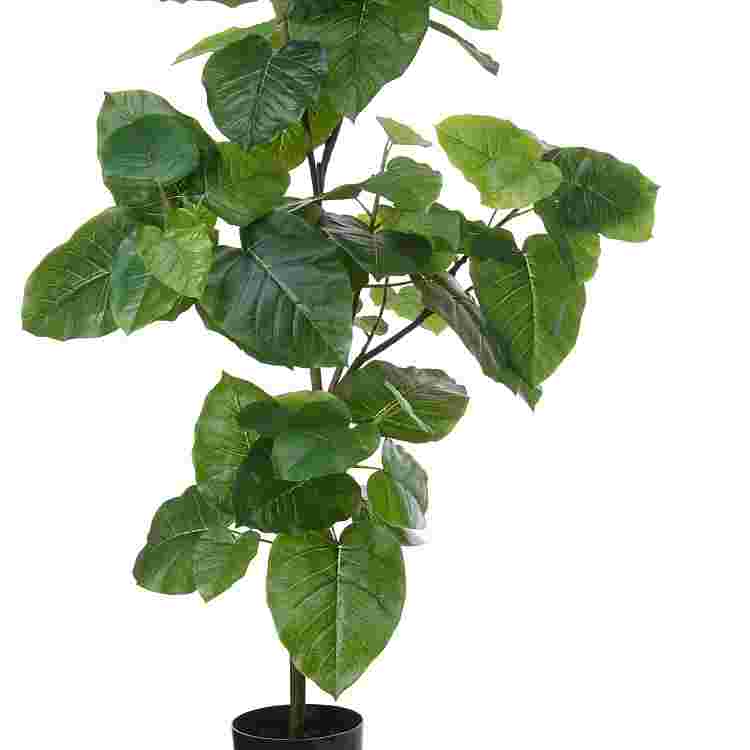 Ficus umbellata h130cm p groen