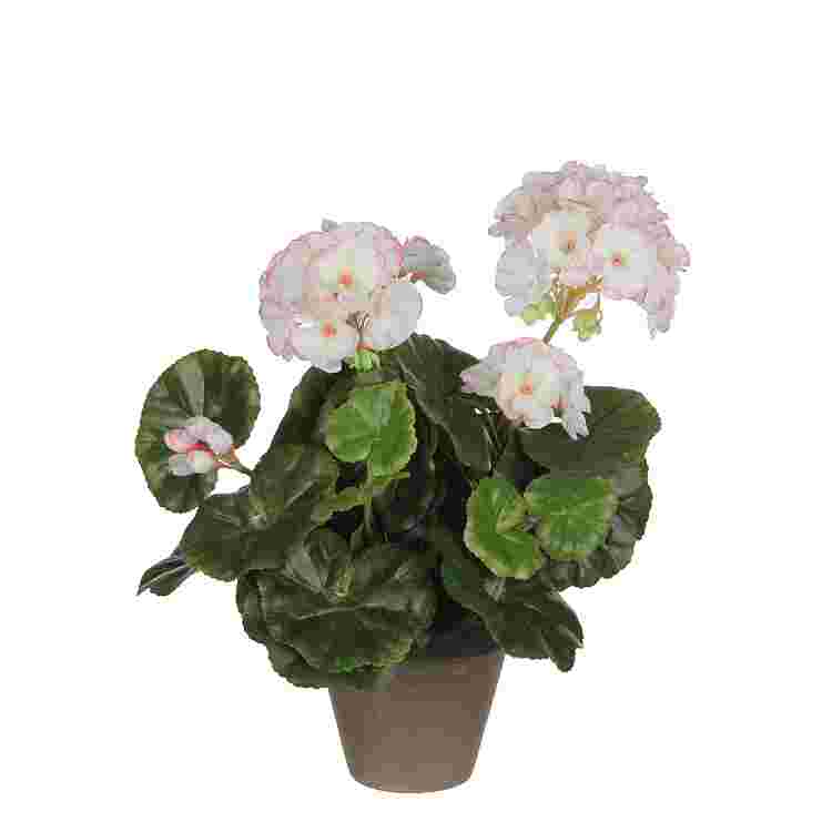 Geranio Blanco Rosa en maceta Stan Gris d11,5cm  Poliester Blanco,Morado