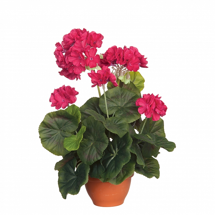 Geranio d. Rosa en maceta Campana Terra d11,5cm  Poliester