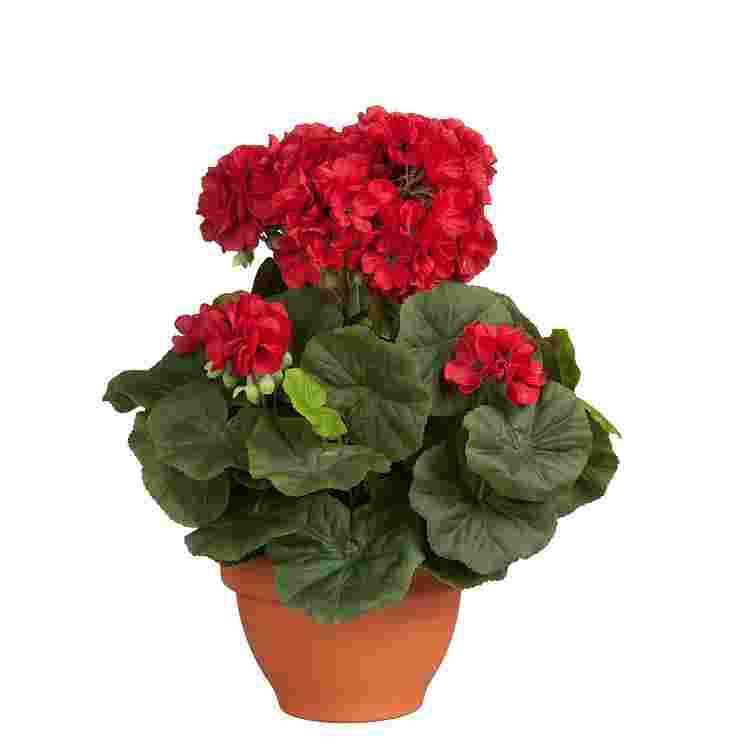 Geranio Rojo en maceta Campana Terra d17,5cm  Poliester
