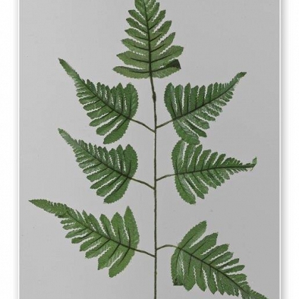 Hoja helecho 70 cm.