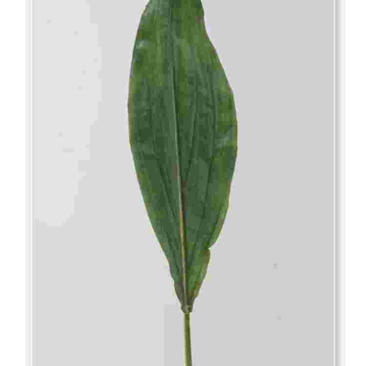 Hoja palma 71 cm.