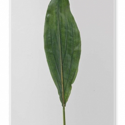 Hoja palma 71 cm.