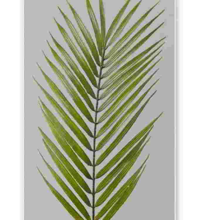 Hoja palmera real 52 cm.