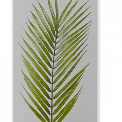 Hoja palmera real 52 cm.