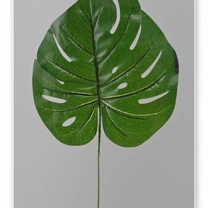 Hoja philo 57 x 28 cm.