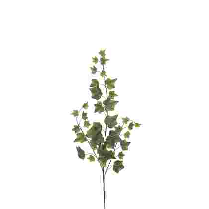 Ivy verde 