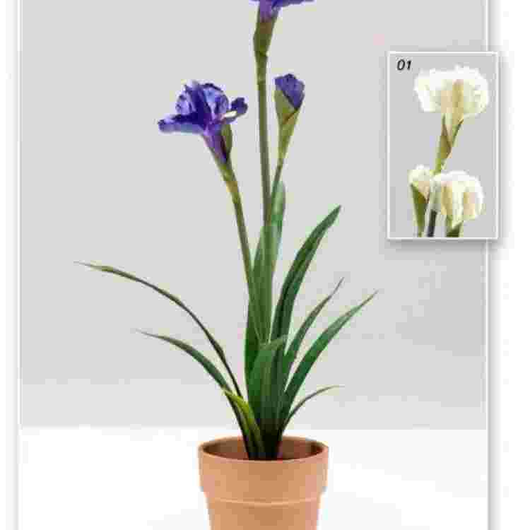 Maceta iris  60 cm.