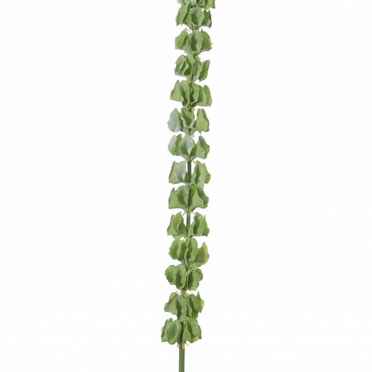 Molucella l110cm groen