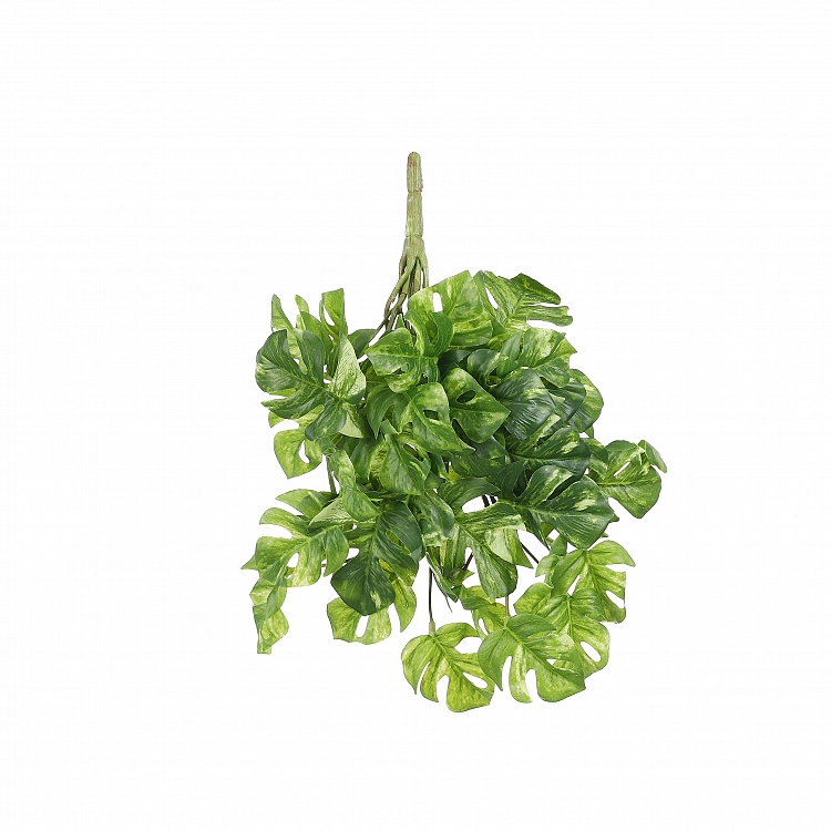 Monstera colgar verde variegated 