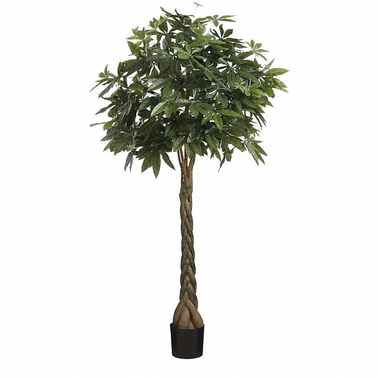 Pachira in maceta verde 