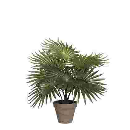 Palm verde in maceta Stan gris d11,5cm 