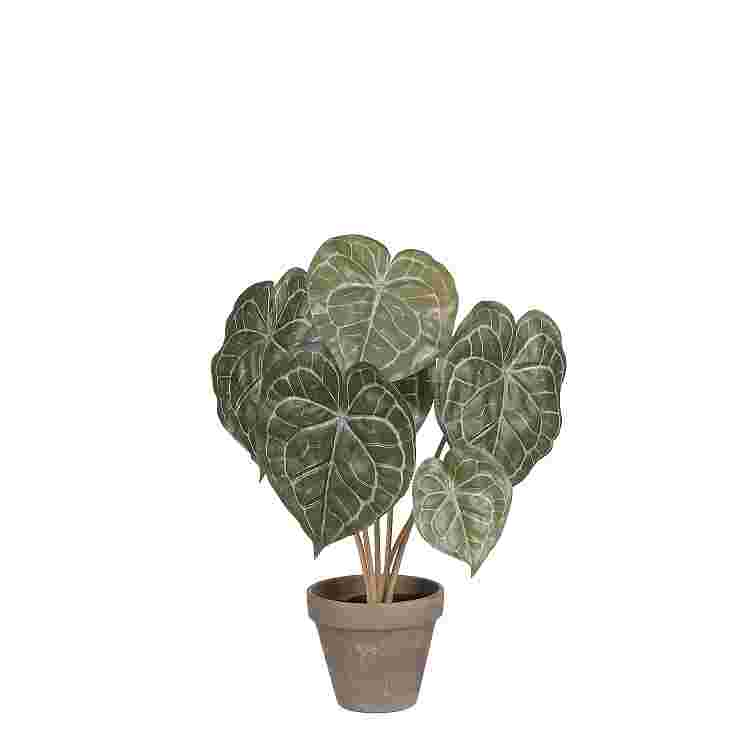 Peperomia verde in maceta Stan gris d11,5cm 