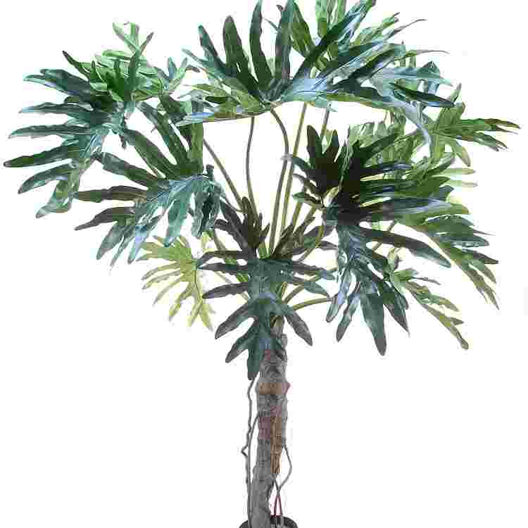 Philodendron selloum h145cm p groen