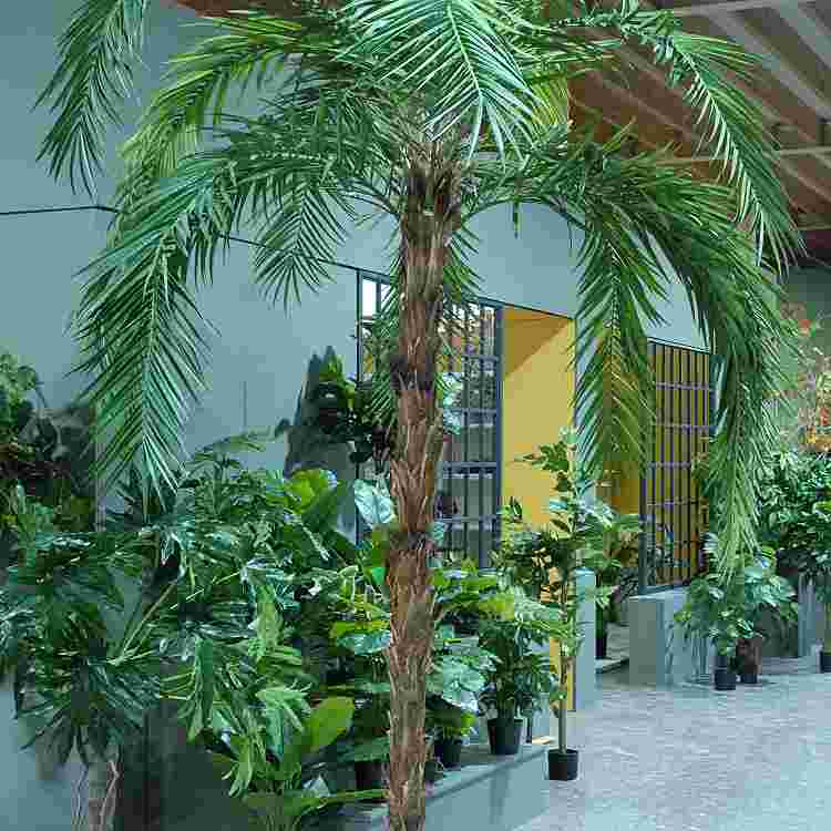 Phoenix palm h300cm p groen