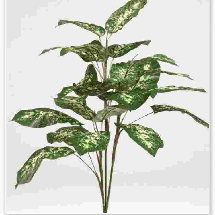 Planta diffenbachia x 3 1.20 cm.