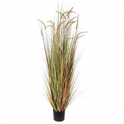 Plume hierba dogtail Verde en maceta  PVC