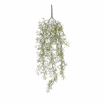 Rhipsalis colgar verde 