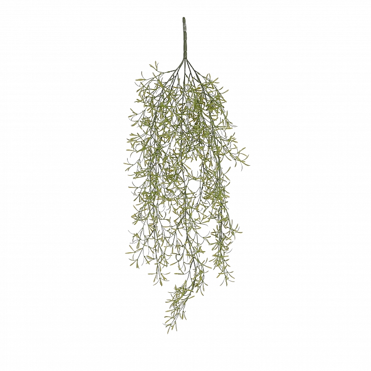 Rhipsalis colgar verde 