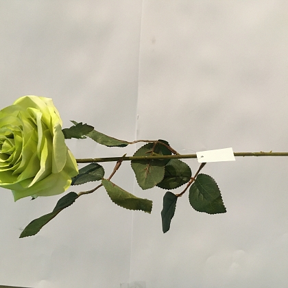 ROSA 66CM  VERDE 