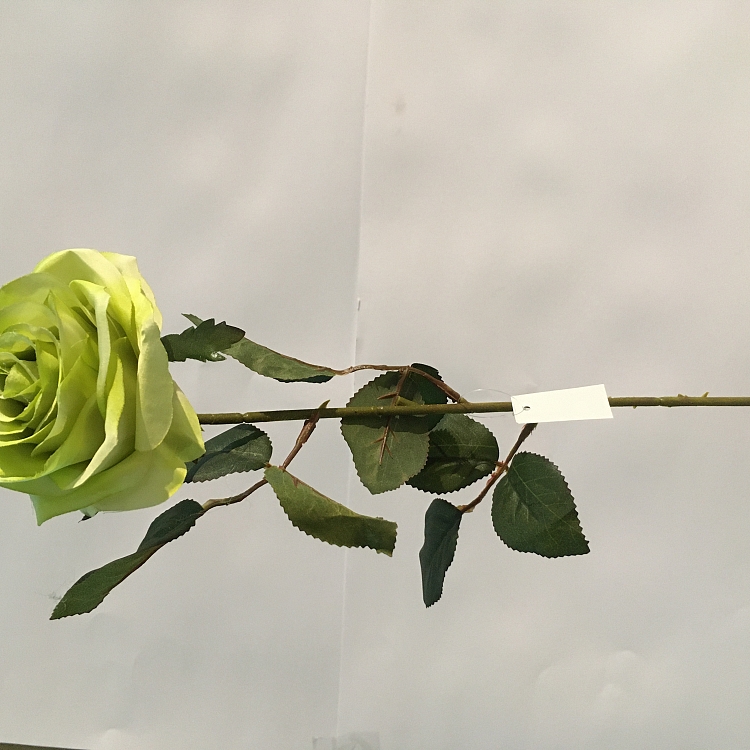 ROSA 66CM  VERDE 