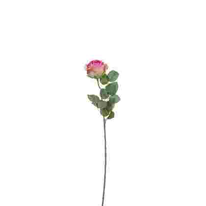 Rose d. rosa 