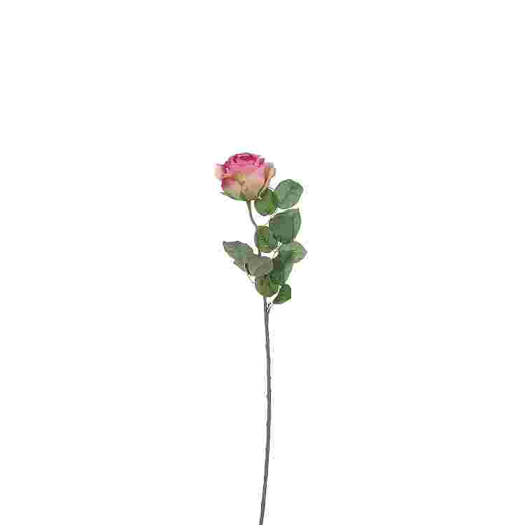 Rose d. rosa 