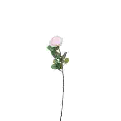 Rose rosa 