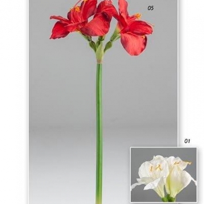 Vara amaryllis