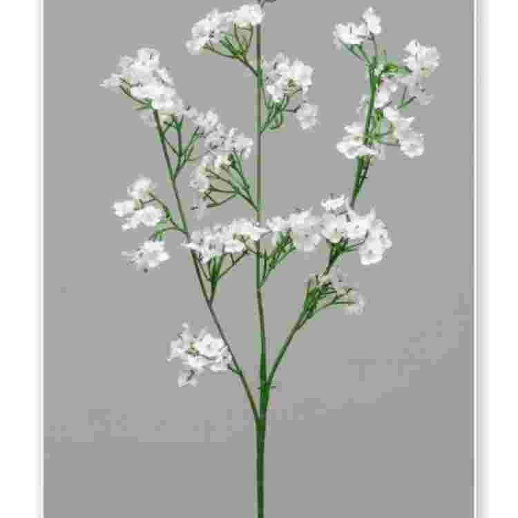 Vara paniculata x 3 53 cm.