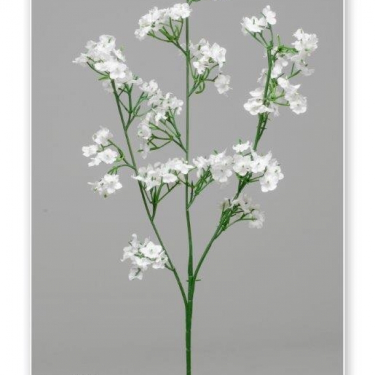 Vara paniculata x 3 53 cm.