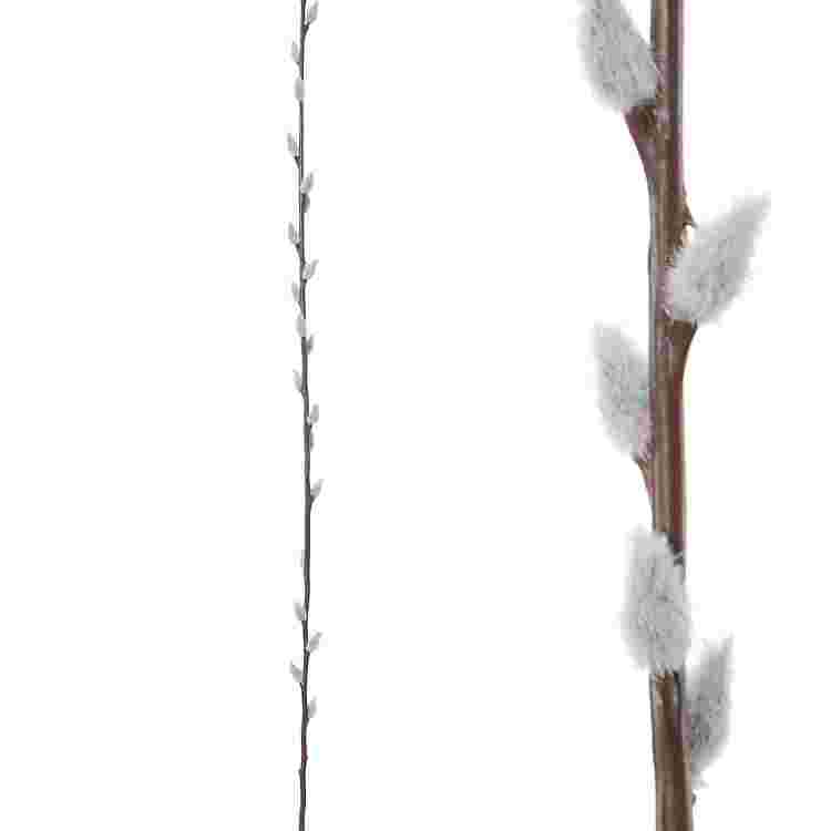 Wilgenkatjes l100cm bruin